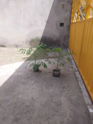 Muda de Cajarana anã