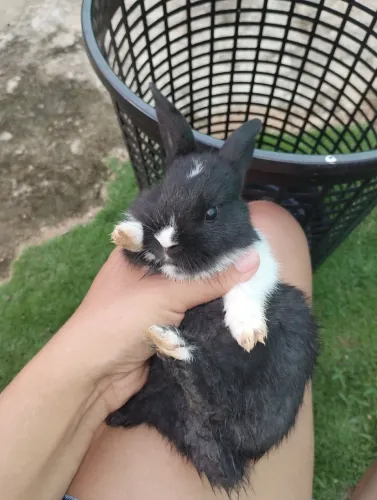 Vendo 