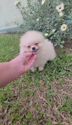 Lulu da pomerânia  anão Spitz , Pedigree e Microchip 
