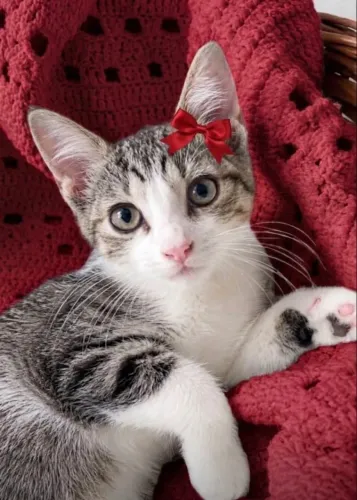 Gatinha adoção responsável 