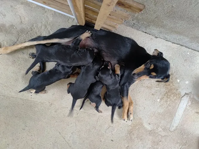 Doação de cachorros