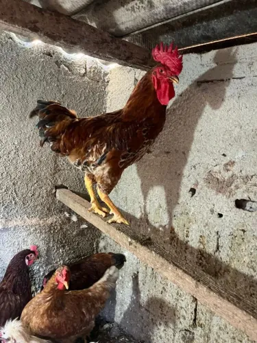 Frango novo já cruzando...