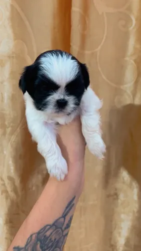 Filhotes de Shih tzu