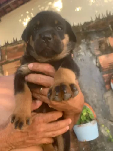 Filhote fêmea de rottweiler