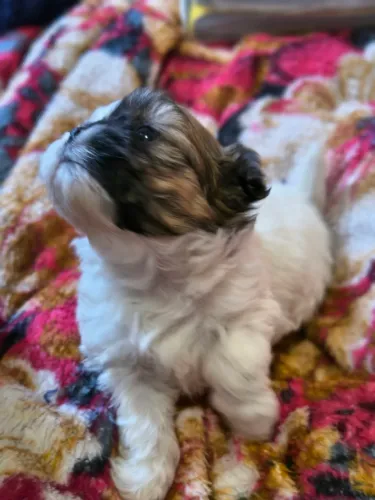 Cachorro