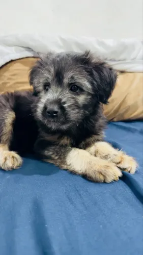 Doa-se cachorrinha