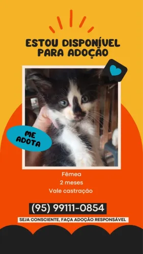 Gatinha para adoção 