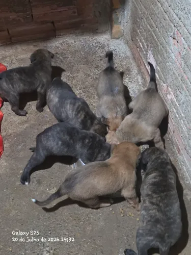 DOAÇÃO DE FILHOTES DE PASTOR MALINOIS MESTIÇO