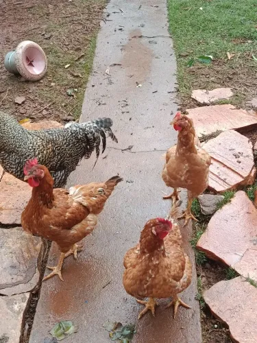Vende-se seis galinhas poedeira uma galinha caipira com três pintinhos e um galo.