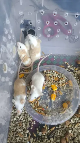 CAMUNDONGOs PETs ou ALIMENTAÇÃO 