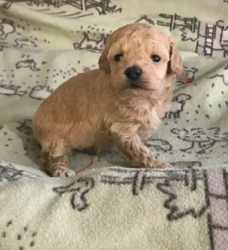 Filhotes de Poodle - Alegria, Carinho e Companhia em Um Só Lugar