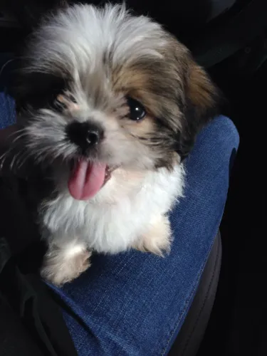 Lhasa Apso belíssimos machinhos pra te fazer feliz