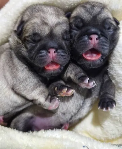 Pug filhotes