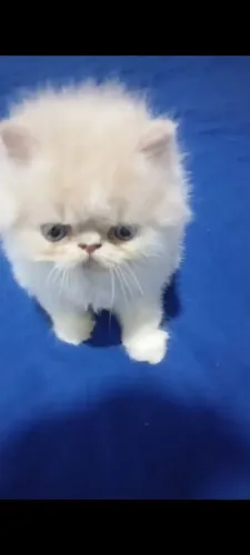 Gato Persa!