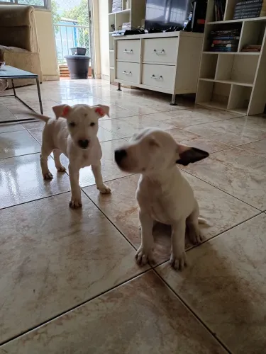 Lindos filhotes de cachorro Bull Terrier com 3 meses