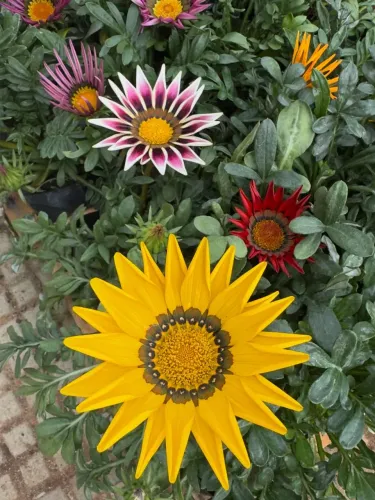 Lindas mudas de flores folhagens mudas de saquinho bem cheia