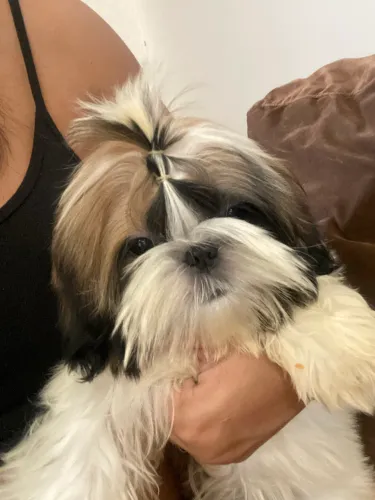Shihtzu macho 4 meses, lindo e dócil.