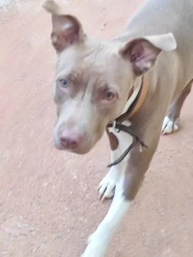 Cachorro pit Bull 