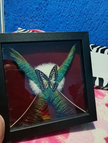 Quadro de borboleta verdadeira e penas de pavão médida 23x23