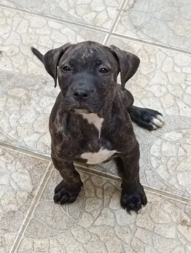 American Pitbull Terrier 