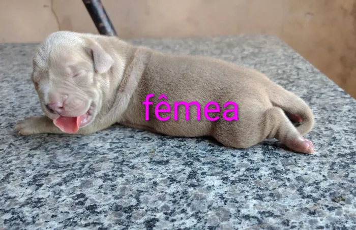 Pit Monster X Pit bull