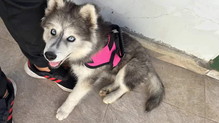 Husky siberiano