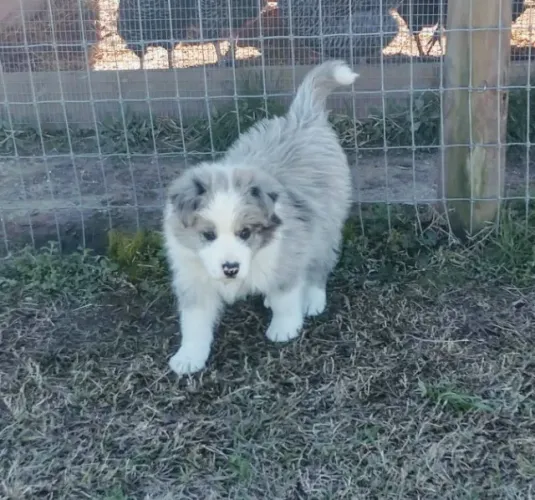 Filhotes de Border Collie | Carinho que conquista aos poucos.