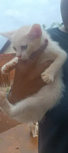 Lindas gatinhas fêmeas as duas