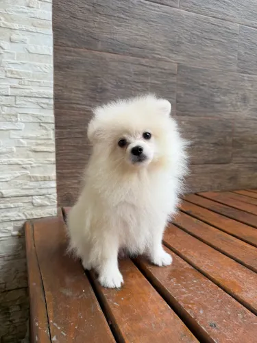 Spitz Alemão 