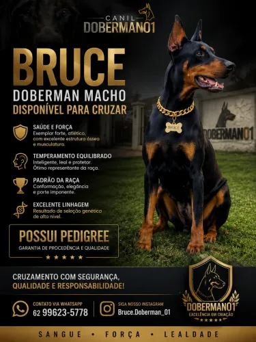 Doberman disponível para cruza