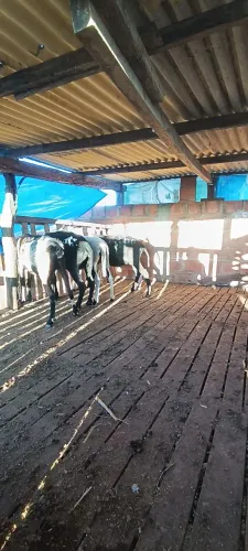 Ovinos e caprinos a venda