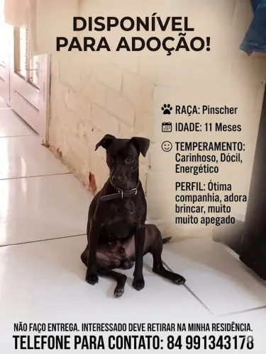 Pet para doação 