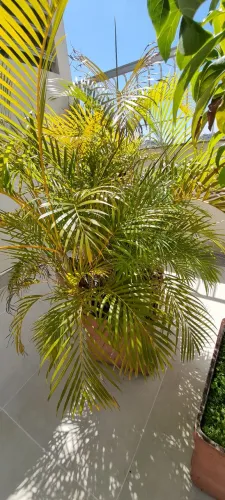 Palmeira Areca Bambu, com vaso grande + vaso fibrocimento