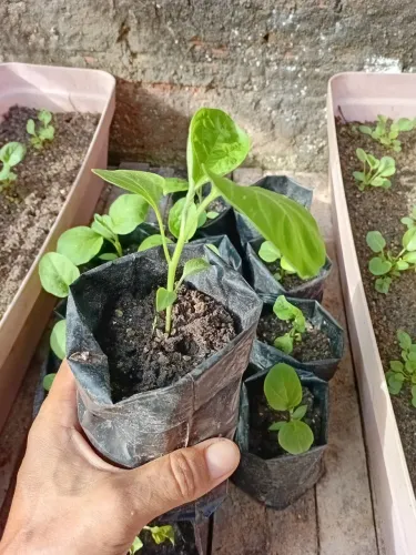 Mudas de Beringela