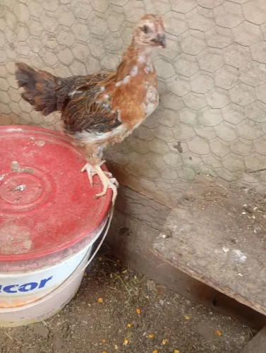 Gsb balão disponível 5 fêmeas e 1 macho 