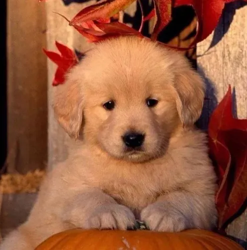 Golden Retriever Amor que cresce em silêncio