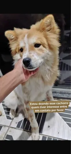 Doaçao de um filhote de 4 meses