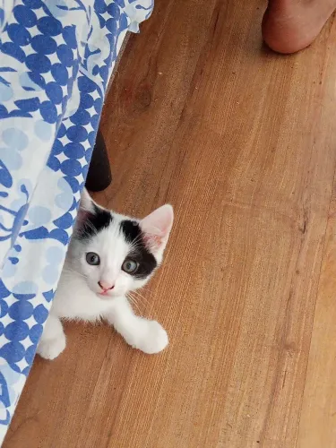Gatos