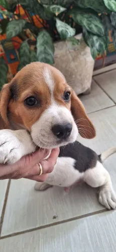 Lindo Filhote de Cachorro Beagle Macho - (Recife)