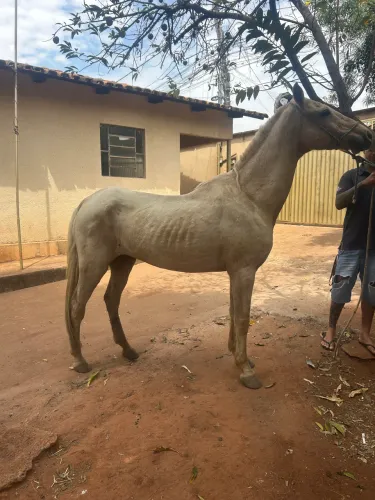Égua palomino