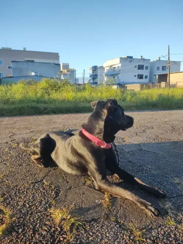 Doação de mix de labrador com SRD