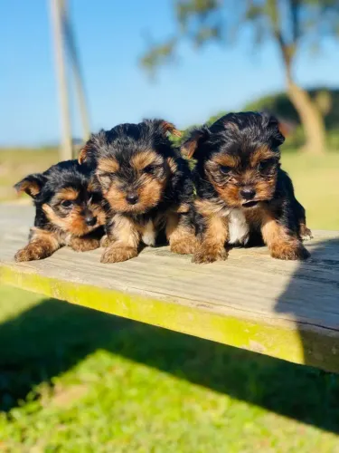 Yorkshire Micro Machos