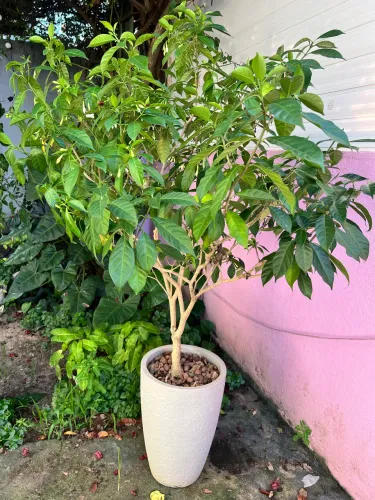 Jasmim planta já florindo