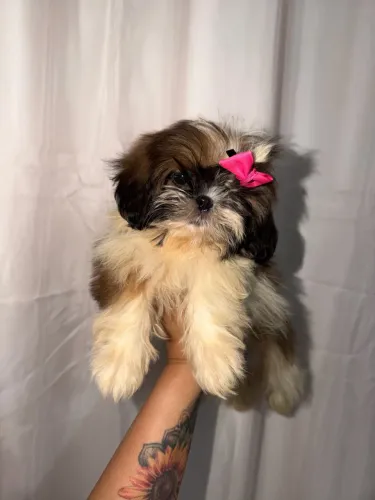 Baby Feminha Minúscula, Padrão Excepciona,  Parcelamos em até12x Nos Cartõesl!!!