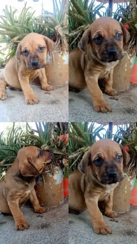 Fila brasileiro macho