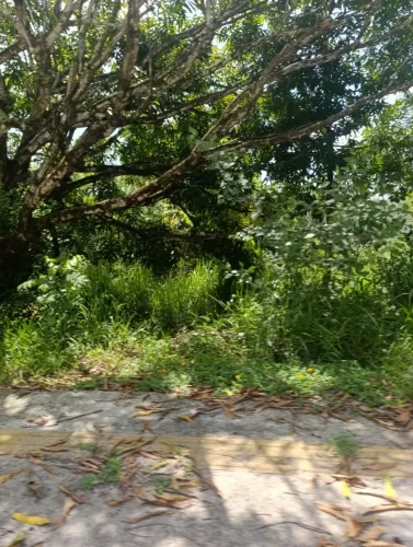Vendo um terrenos na roça em Barra de Pojuca e  perto da praia em Jauá 