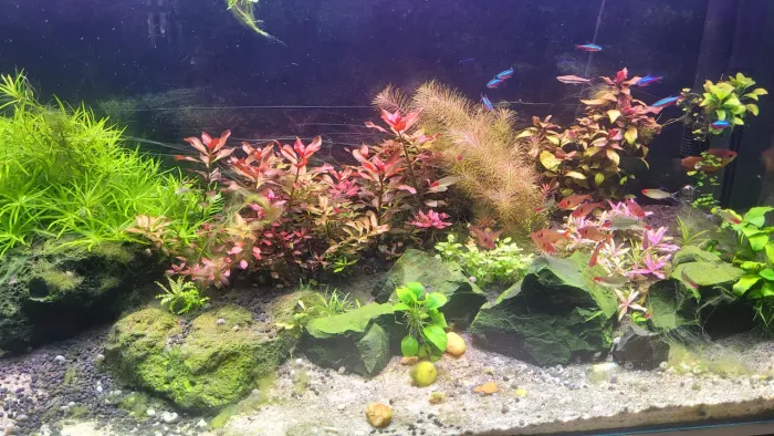 Aquario plantado completo 