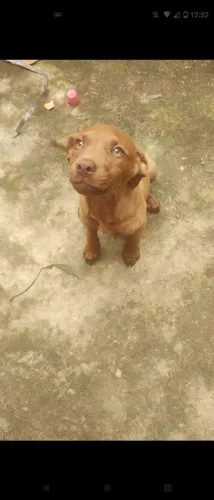 Adote