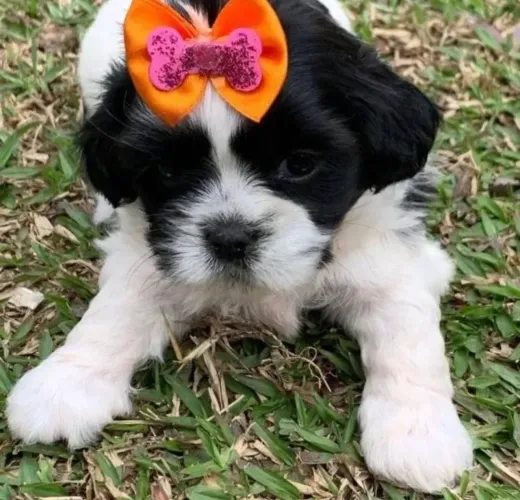 Shih Tzu Filhote Para Sua Família