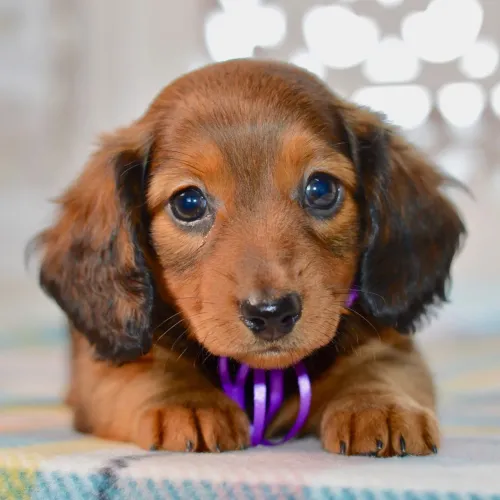 Dachshund/ O cãozinho ideal para apartamento e casa 